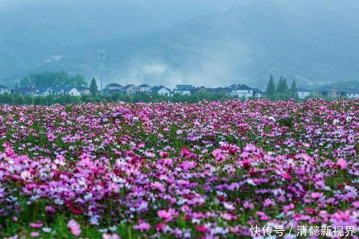 风情|向往自然野趣就是这里了！灵山风情小镇格桑花海怒放