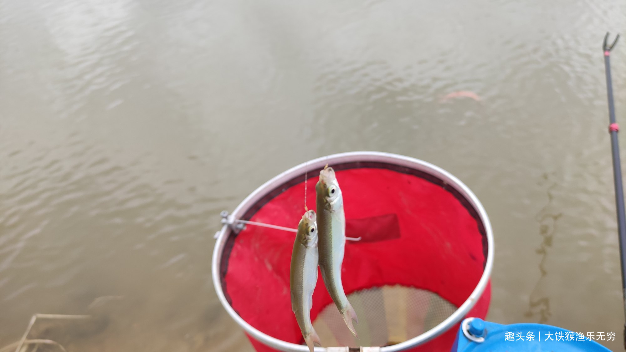 小杂鱼|解决小杂鱼“闹钩”的奇葩招数,这招叫以毒攻毒,钓鱼人完胜