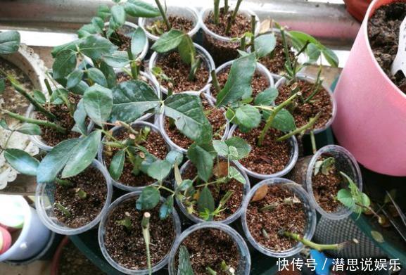 扦插|扦插月季有“学问”,学会这方法,生根长芽快,成活率更高