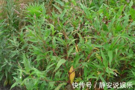 清热解毒|这种农村的野草，不仅能够清热解毒，而且还能够利尿消肿！