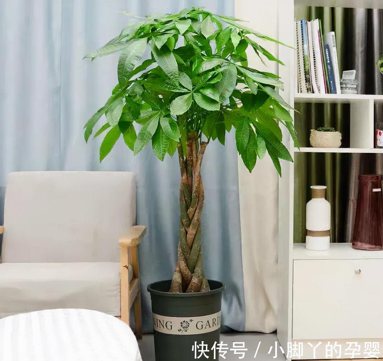 客厅见树,家兴人旺!6种吉利树,好养寓意好,还能养身体