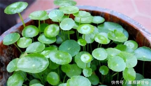 春天养花,这种水不能浇,浇1盆死1盆,大多数人都用错了!