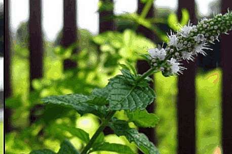 農村人都在吃的野菜，用于感冒，咳嗽，胃痛，腹脹，神經性頭痛