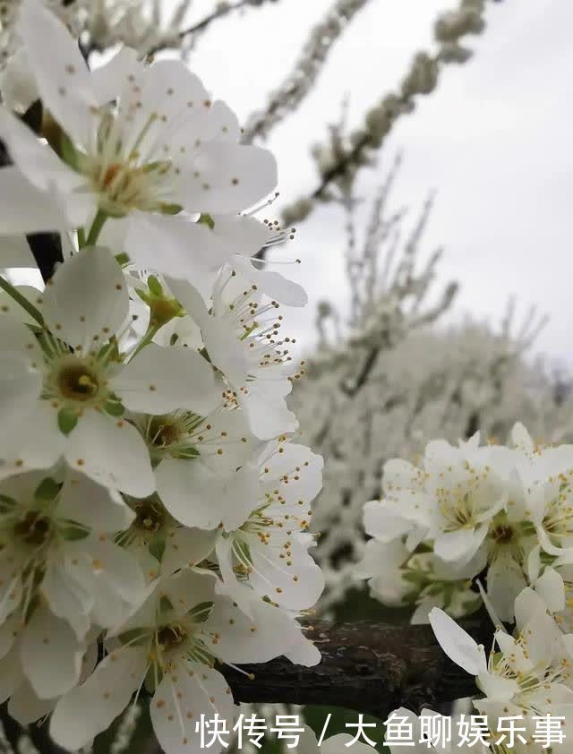 “云”赏花！镇宁李花樱花醉游客