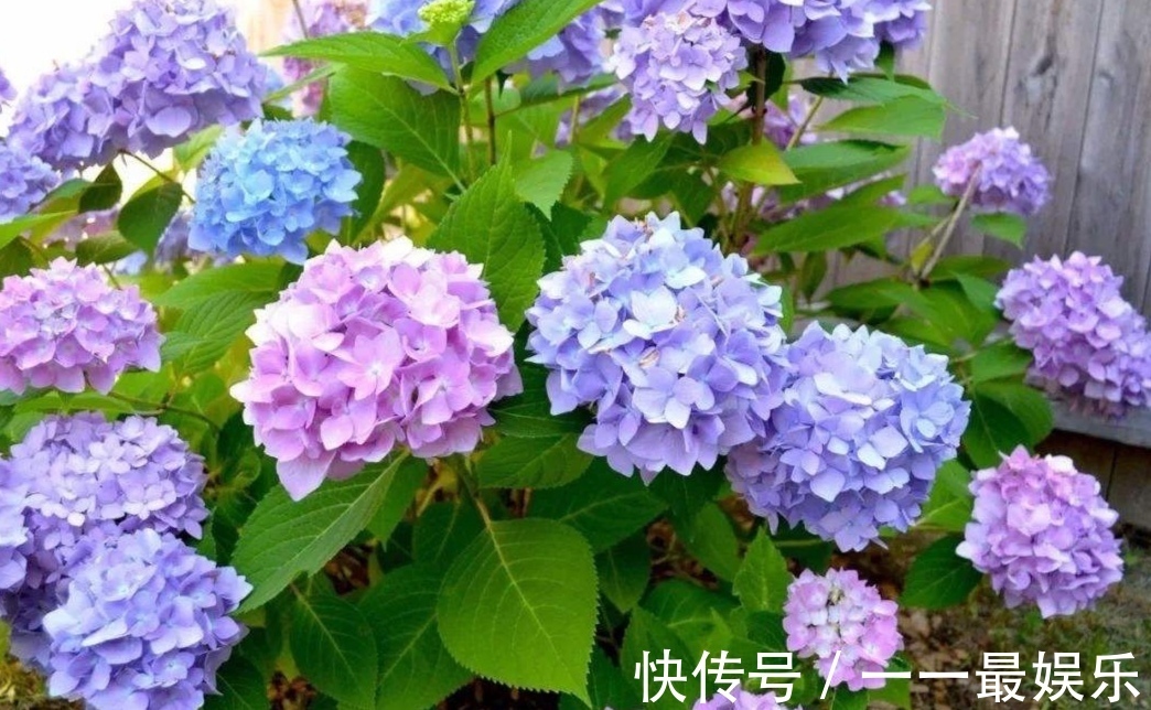 院子里养4种花，开花锦簇，烂漫多姿，美的像花园