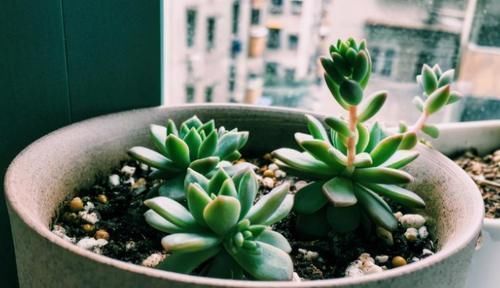 这3种多肉太好养,弄不好就徒长,好好的多肉别养成大葱样