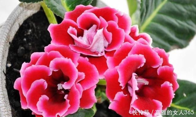 50种植物花语,不要再傻傻送错花了