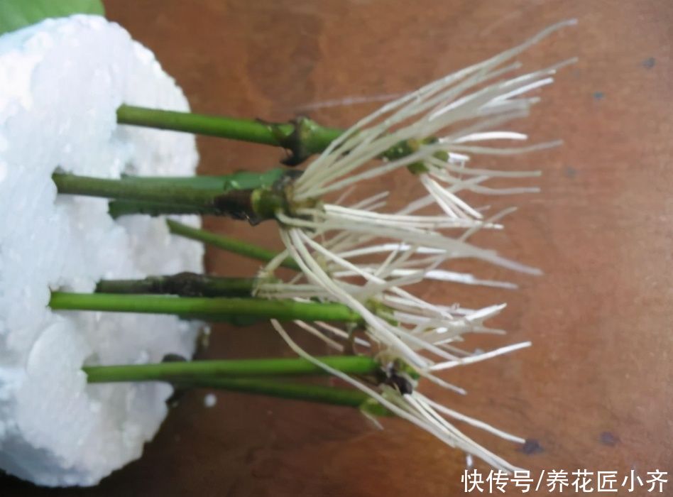 步骤|茉莉花的2种扦插方法，按步骤操作，秋季生根非常快