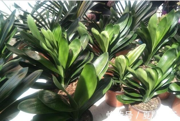 “懒养”君子兰,一年不施肥,叶片油亮,花朵娇艳,花开四季不断