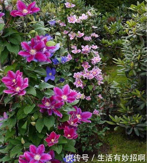 最漂亮的“爬墙花”,开花漂亮赛牡丹,连皇家花园都种它,值得养!