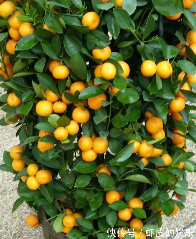 阳台上|很好养的3种小树,阳台露台都可以养,寓意好越养越旺净化空气