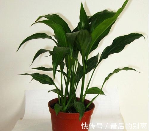 叶片|白掌栽培过程中，叶片和茎干枯萎有哪些原因这里知道来看看吧！