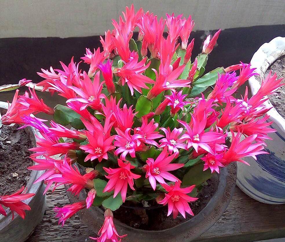 冬天花开之后从哪修剪,才能多开花?修剪后管理小技巧