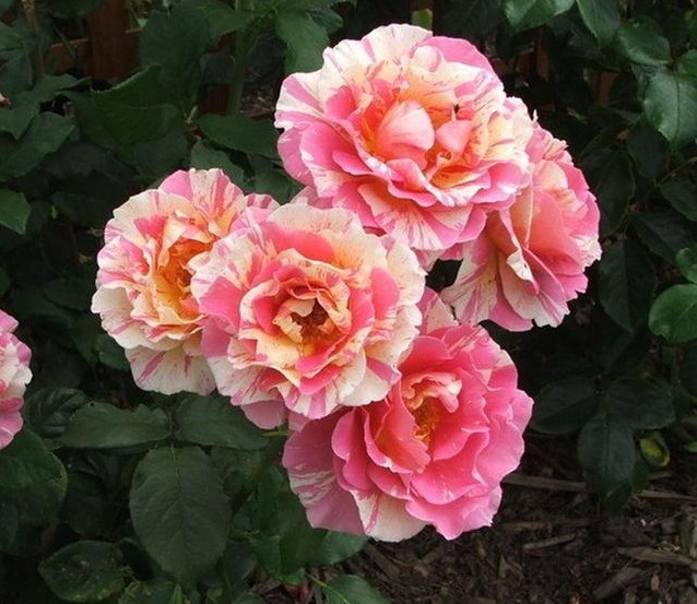 分枝|月季寿命有多少年养的时间越久长的越差,开花又少又小怎么办