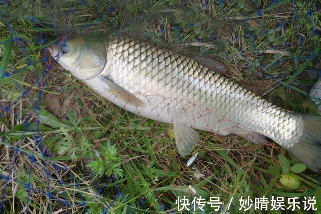 草鱼|夏天钓草鱼,就用这三招,只要有草鱼,就不怕没渔获