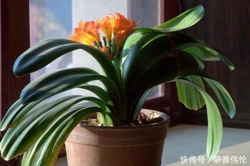 君子兰是个小馋猫,入秋后多用这3种零食,当花肥开花多