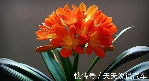 怎么养好君子兰，君子兰四季养护管理及注意事项