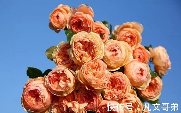 赛牡丹|绿萝早该扔了，此花一开300天，浇水就能活！