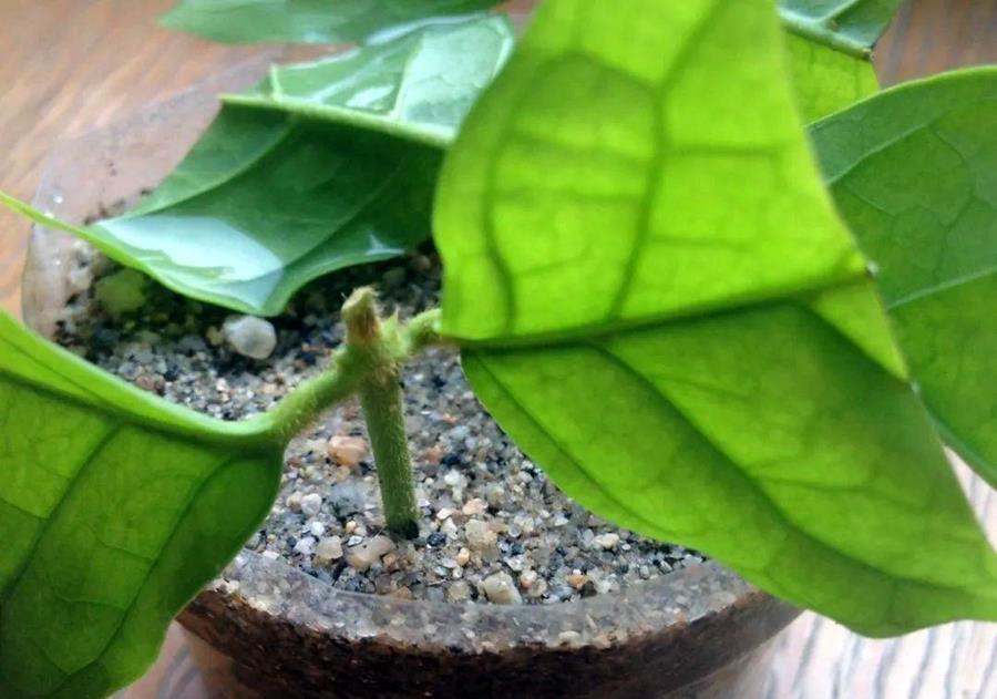 植物|植物养得不好，多半根没长好，加上这些长得快