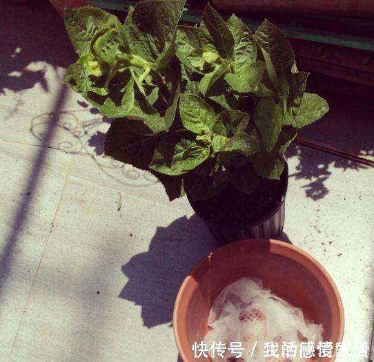 花盆里加点这个,不烂根不黄叶,轻松养满盆