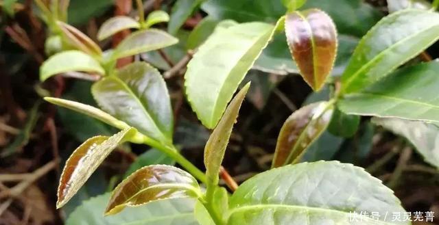 铁观音|高级铁观音都有这个特征,看看你的有没有