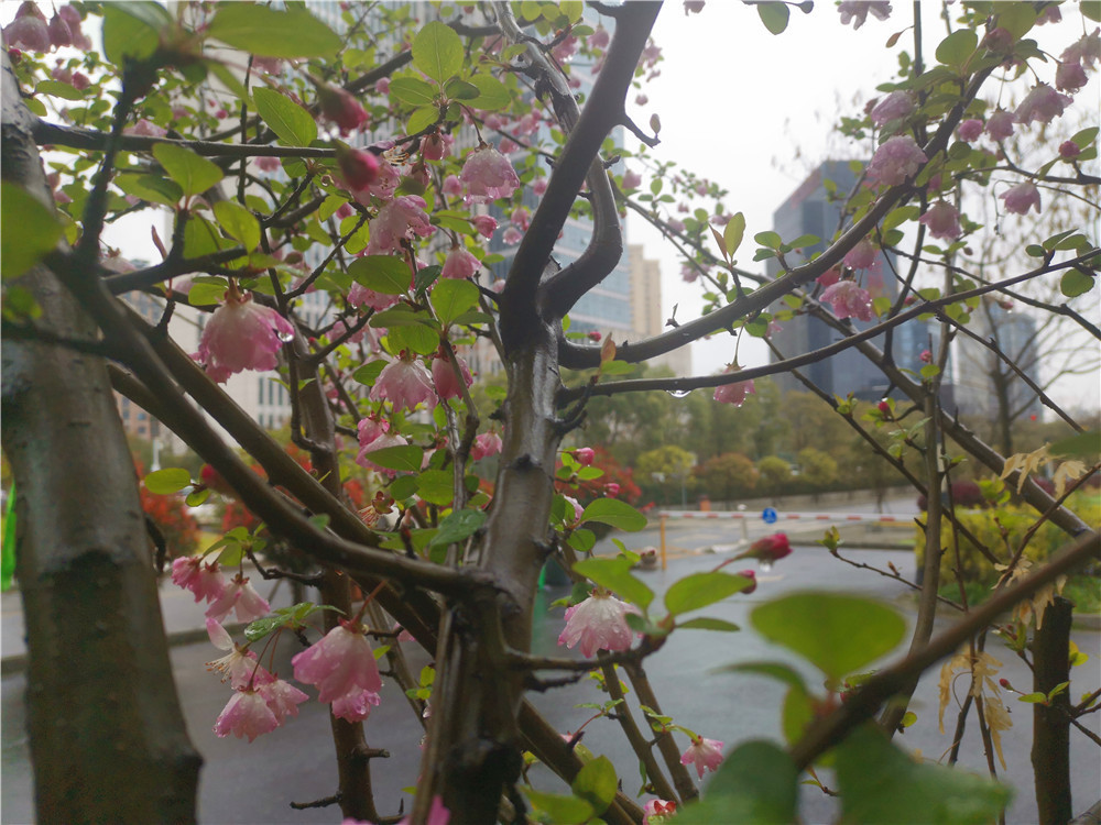 老年|美丽吉安:海棠花开 春色这边独好