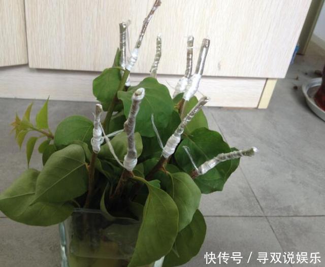 接穗|高手的扦插玩法，把以下三角梅养得这么好，只见开花不见叶