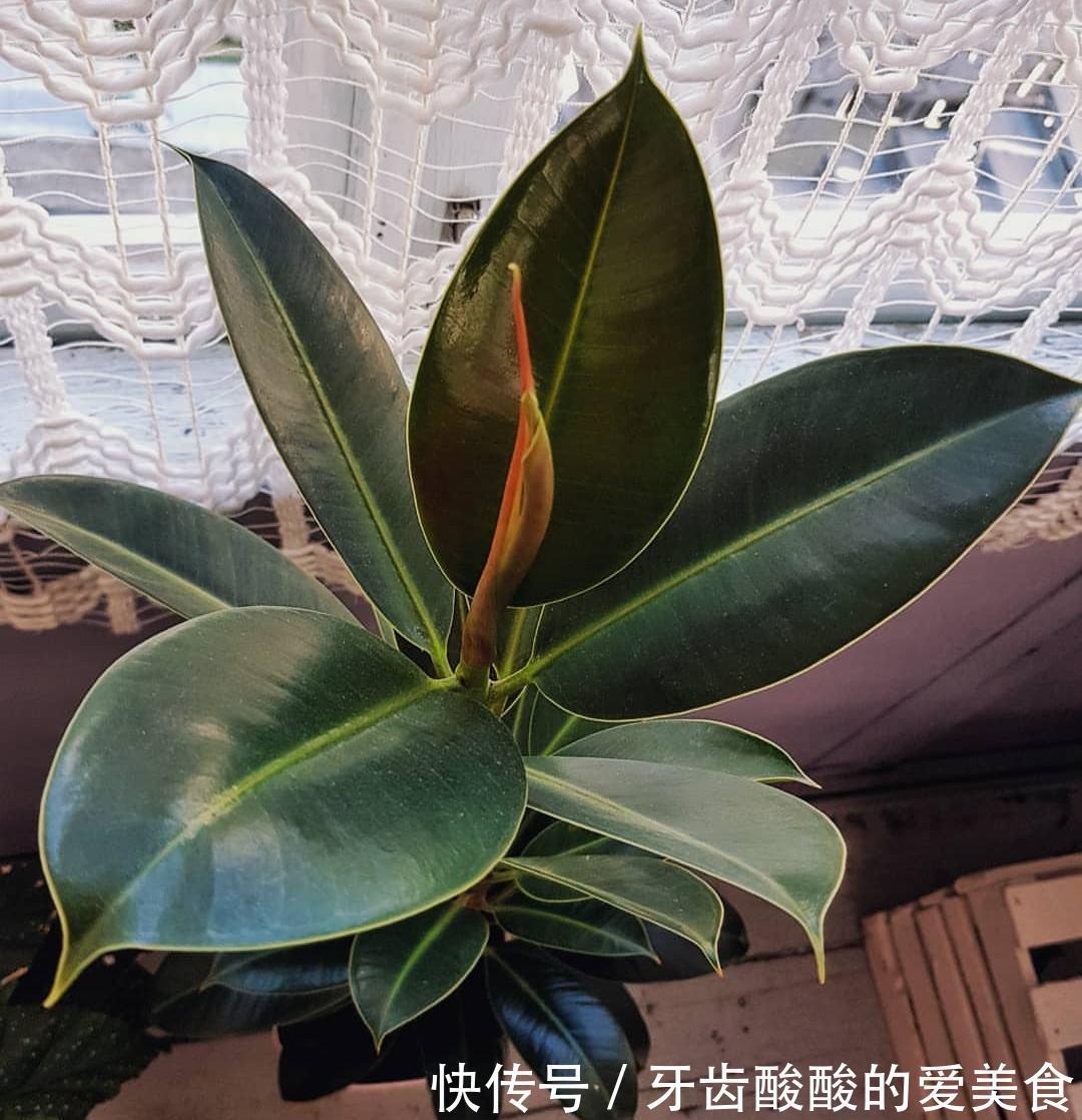 10大健康花,建议养一盆,不但能吸废气制氧气,还好养贵气