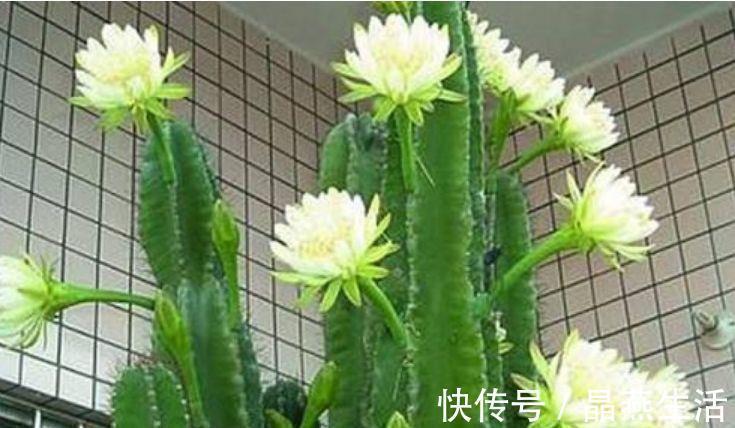 三角梅|4种花堪称贵族,开花时如梦如幻,尊贵大气,漂亮好养