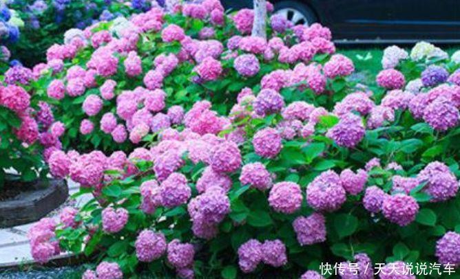 几种植物养在阳台,轻松开出花海,好养又漂亮,一养就上瘾