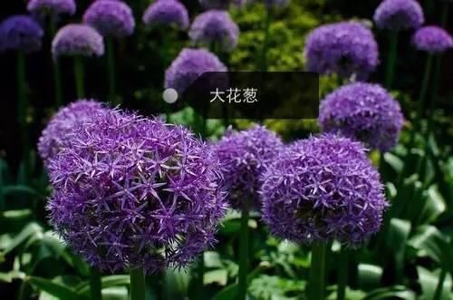 150种常见植物及花卉，你认识几个？