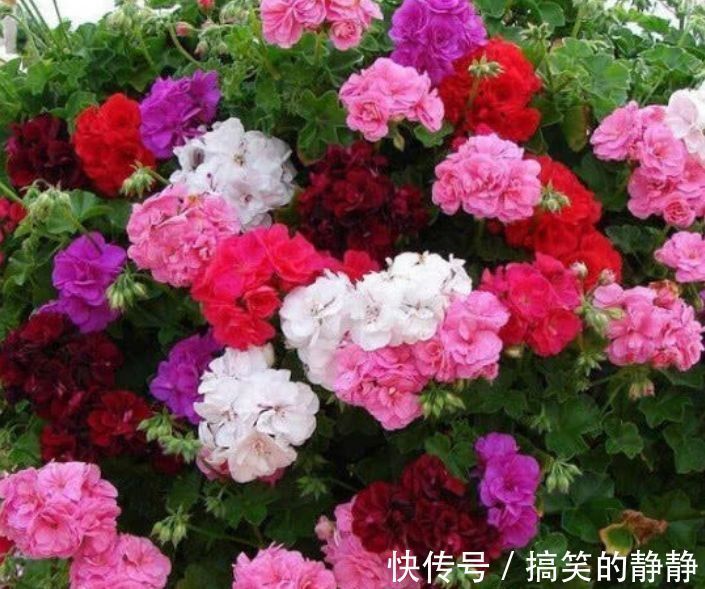 新几内亚|这花卉养在小院,花开鲜艳动人,花期长易成活,家里变成小花园