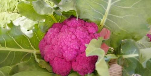 芥菜|女性皮肤不好，推荐常吃3物，改善肌肤粗糙干皱状况，早吃早好