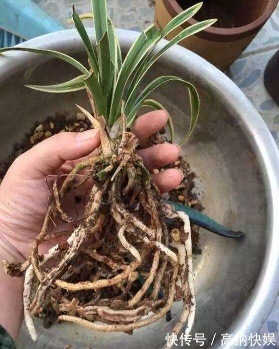 墨兰得根腐病还有救吗教你2个挽救小妙招，让墨兰“起死回生”