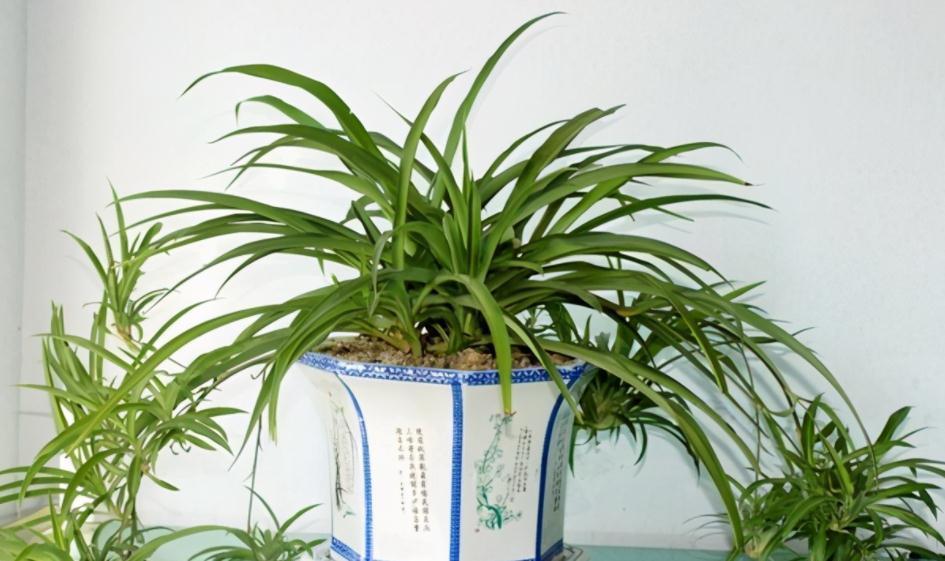 室内盆栽花草养不好?掌握这4个实用方法,养花其实并不难