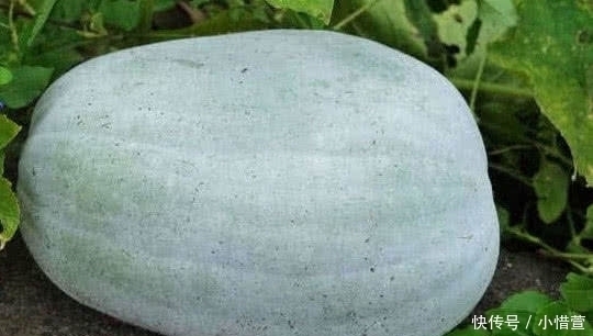 冬瓜、西瓜、南瓜,为什么没有北瓜?其实北瓜我们经常吃