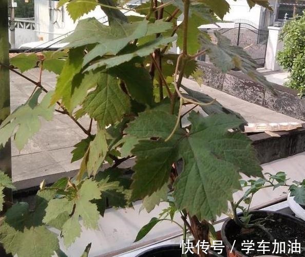 阳台|阳台选了“它”,比花还漂亮,不怕寒不怕晒,还可以吃,一举多得!