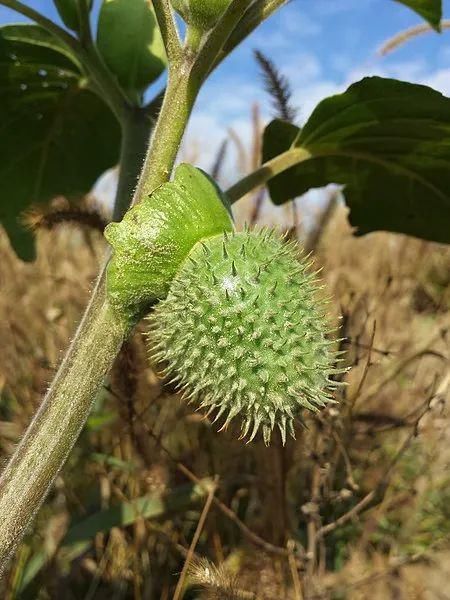  武侠小说|武侠小说里总出现的“曼陀罗”，全株都是毒