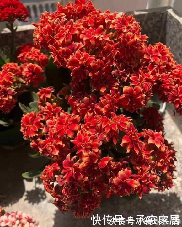 发财树|6种花天热会休眠,千万要少浇水,不然3天只剩盆