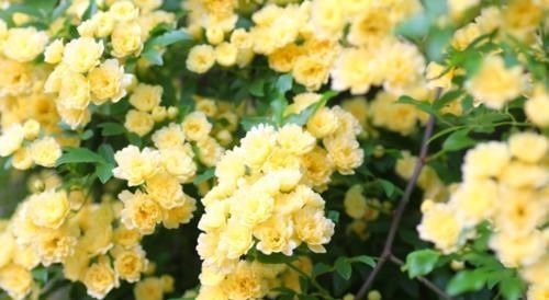 聪明人都养4种花，好养又漂亮，一开就是300多天！