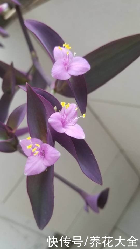 紫竹梅|叶子美过花，简单5个方面，轻松养好紫竹梅