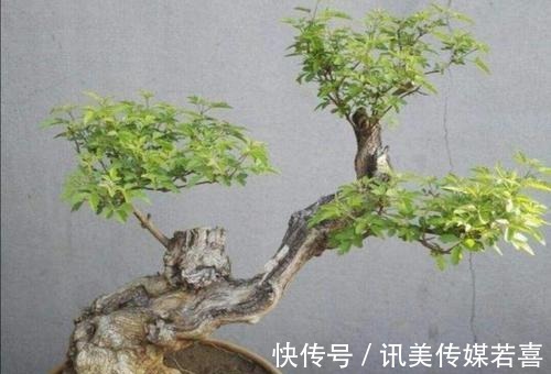 枝干|黄荆盆景一直不旺,啥原因?怎样才能解决?