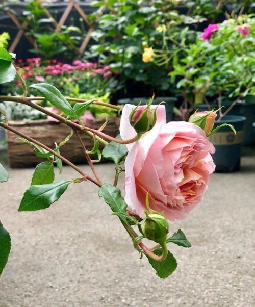 养月季没有那么复杂,“两种肥”轮流给,花苞更多叶子绿