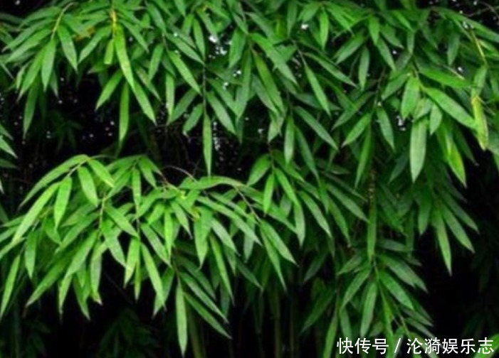 种树|“门前不栽竹,房后不栽树”,说的是啥为什么有这种说法