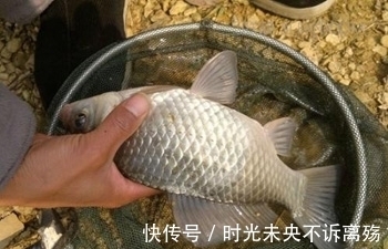 鱼儿|垂钓鲤鱼技巧之怎样钓鲤鱼分析
