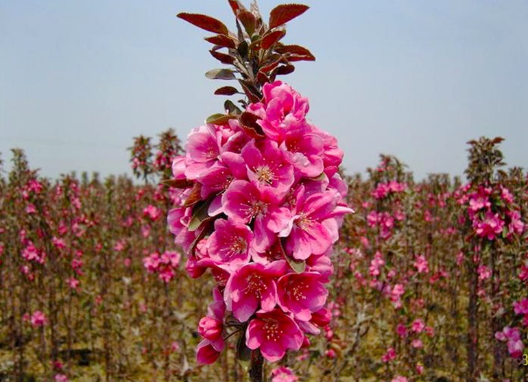 家养“此花”,观花赏果,色彩多变,可抗零下35度,令人耳目一新