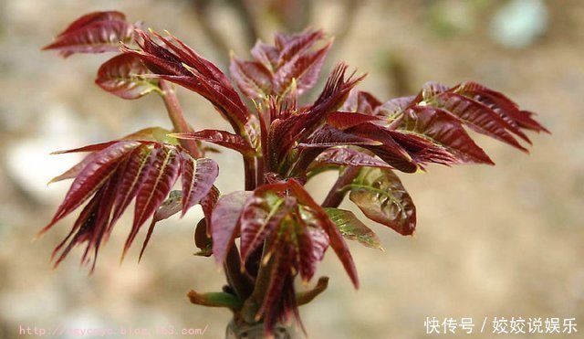 清明|农村的十大野菜，最后一个品尝一次，终生难忘