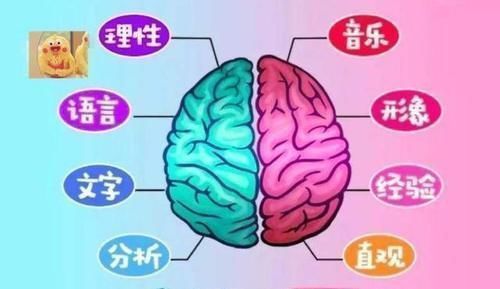 人才|右脑发达的孩子,一般有这3种表现,成绩以后不用愁!