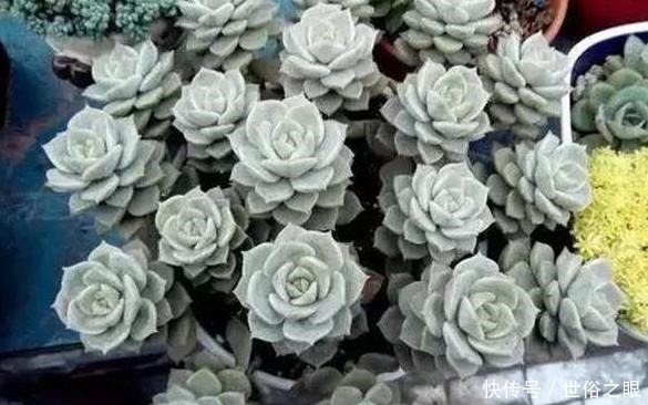 养多肉,一到夏季就徒长、黑腐、化水谨记3点保管枝叶繁茂