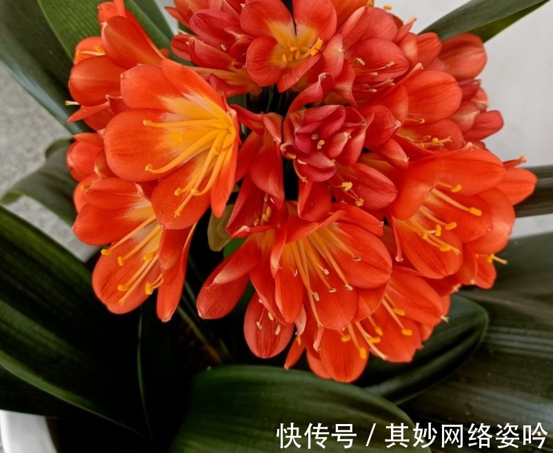 施肥|夏季君子兰总是养不活?是因为不知道这两点,今天教给你